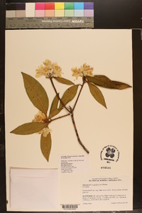 Rhododendron carolinianum image