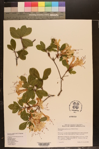 Rhododendron arborescens image