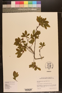 Rhododendron arborescens image