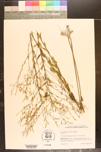 Linum medium image