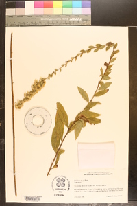 Solidago petiolaris image