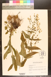 Penstemon laevigatus image