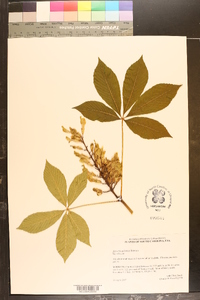 Aesculus sylvatica image