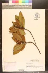 Gordonia lasianthus image