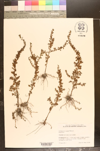 Ludwigia microcarpa image