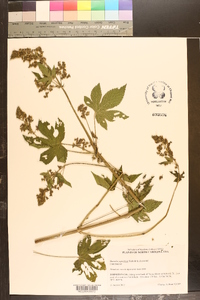 Humulus japonicus image