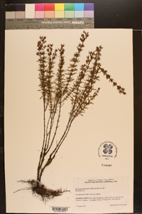 Hypericum galioides image