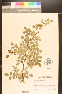 Rosa multiflora image