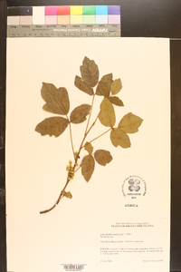 Toxicodendron pubescens image