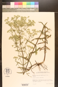 Eupatorium leucolepis image