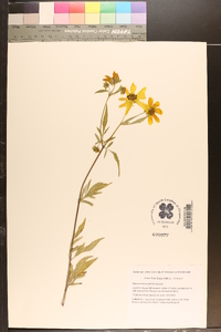 Bidens aristosa image