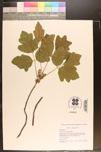 Toxicodendron pubescens image