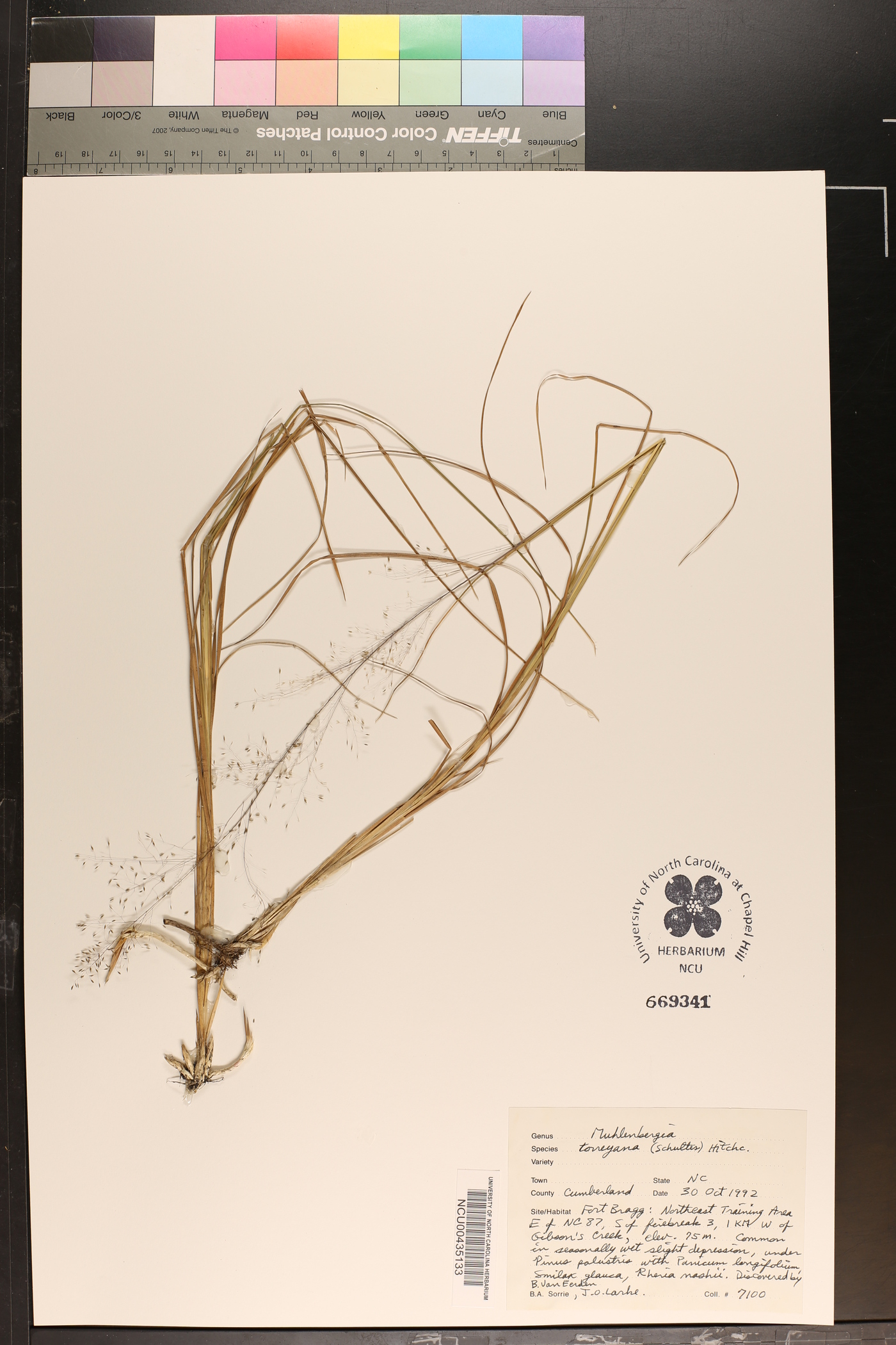 Muhlenbergia torreyana image