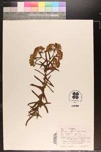 Asclepias tuberosa var. rolfsii image