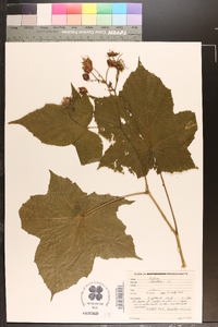 Rubus odoratus image