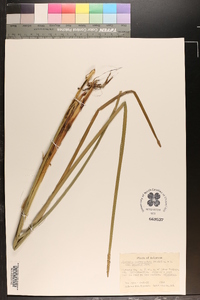 Eleocharis quadrangulata image