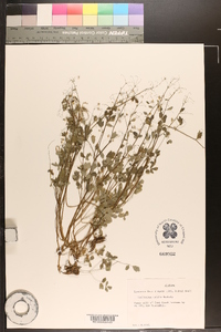 Thalictrum debile image