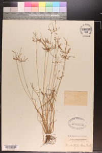 Fimbristylis annua image