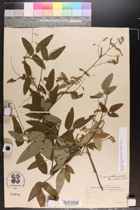 Desmodium dillenii image