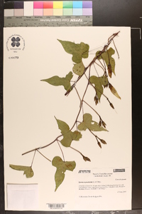 Ipomoea pandurata image