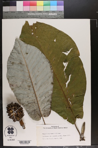 Magnolia macrophylla image