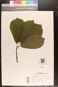 Image of Magnolia dawsoniana