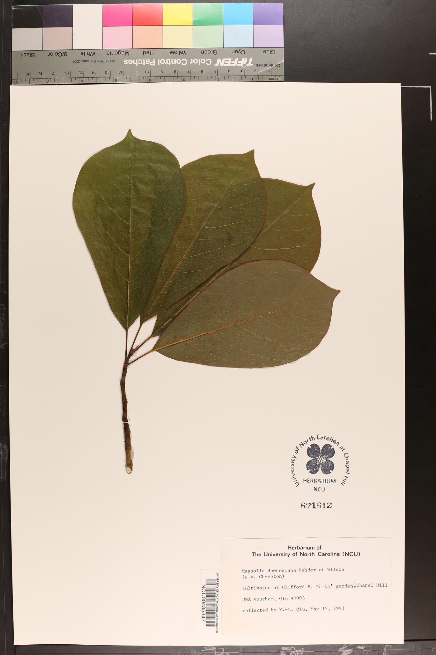 Magnolia dawsoniana image