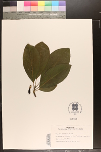 Magnolia cylindrica image