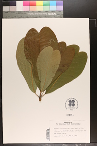 Magnolia officinalis image