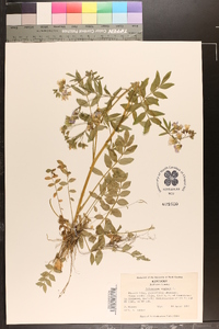 Polemonium reptans image