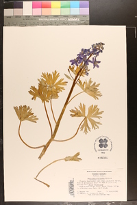 Delphinium tricorne image