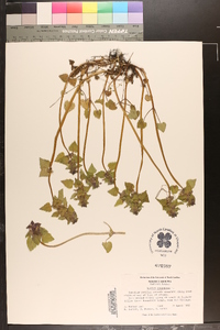 Lamium purpureum image