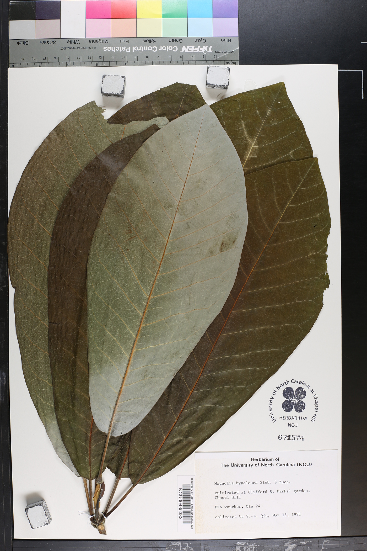 Magnolia obovata image