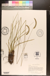 Ctenium aromaticum image
