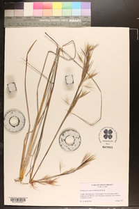 Andropogon cretaceus image