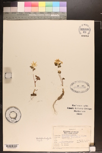 Anemonella thalictroides image