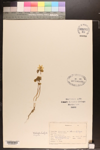 Anemonella thalictroides image