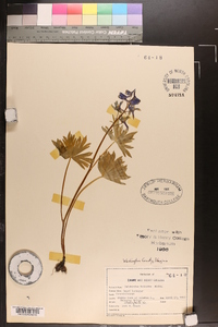 Delphinium tricorne image