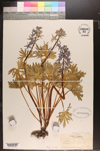 Delphinium tricorne image