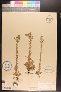 Lepidium campestre image