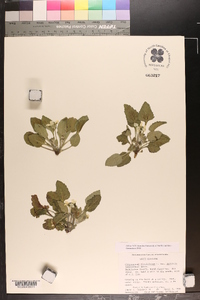 Chrysogonum virginianum image