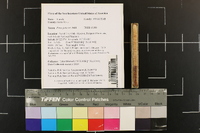Pinus palustris image