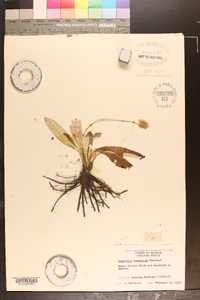 Chaptalia tomentosa image