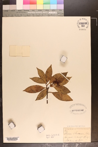 Illicium floridanum image