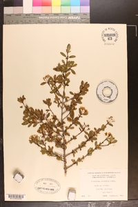 Viburnum obovatum image