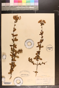 Viburnum obovatum image