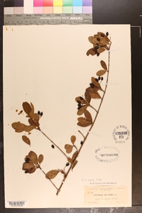 Viburnum obovatum image