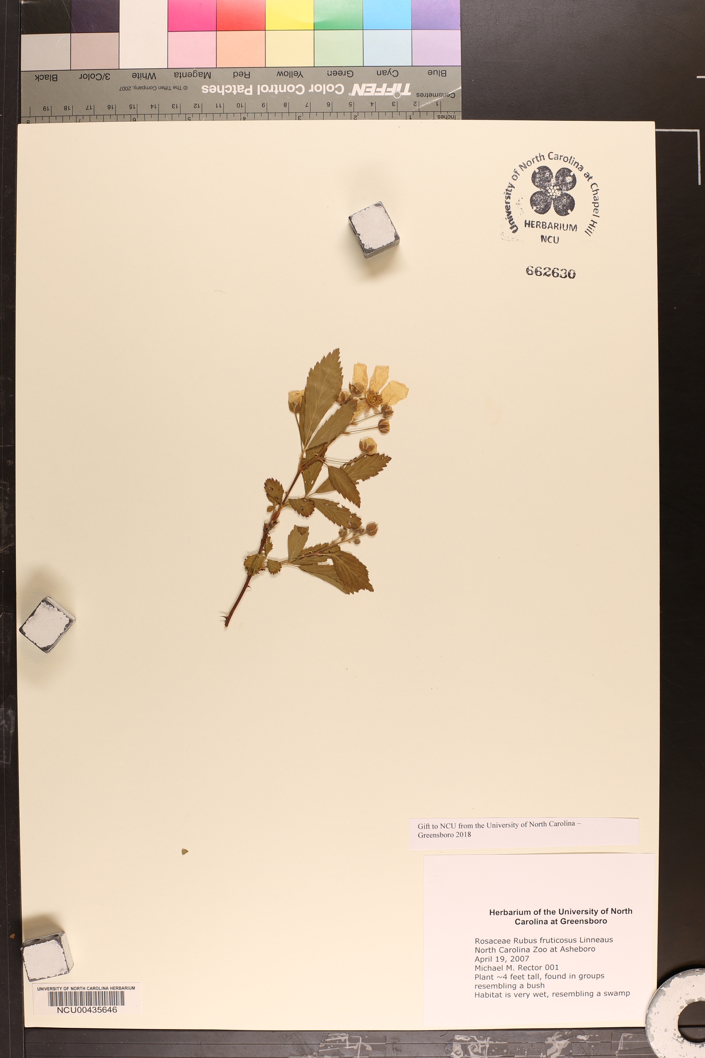 Rubus fruticosus image