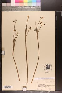 Sisyrinchium gramineum image