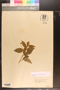 Rubus procumbens image